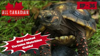 What To Feed Your RedFooted Tortoise [upl. by Ignaz650]