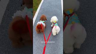 teacup dog breeds  teacup puppies 🐕 mini wood toy art  hand craft shorts dog toys cute puppy [upl. by Schaeffer530]