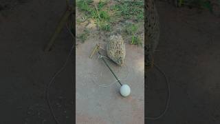 Awesome Creative Quail Trap Technique ytshorts youtubeshorts [upl. by Folly585]