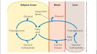 Biosynthesis of Triacylglycerols and Membrane PhospholipidsLipid Regulation شرح [upl. by Helas278]