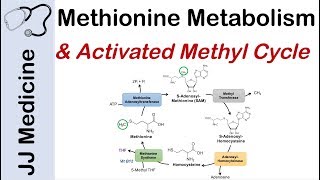 Methionine Metabolism and Activated Methyl Cycle  Pathway and Purpose [upl. by Nyltiak]