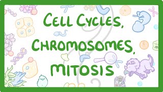 GCSE Biology  Cell cycles Chromosomes amp Mitosis 69 [upl. by Akiem637]