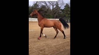 The natural gait of saddlebreds And saddle seat horses [upl. by Issej]