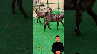 الماعز الكاموري 7eleven اكسبلور johncena animals cow cowgoat eminim facts fridayfunny [upl. by Eak]