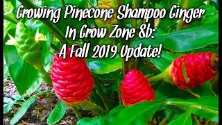 Growing Pinecone Shampoo Ginger  Fall Garden Update [upl. by Idelson]