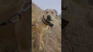 Tom Garners Saxon RedboyCottingham Apbt hike Real American Pitbull Terrier Morning hike [upl. by Lanevuj]