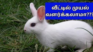 வீட்டில் முயல் வளர்க்கலாமாRabbit at home Anmeega tips tamil All in one Nandhini [upl. by Ragde]