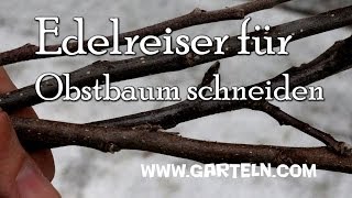 Edelreiser für Obstbäume schneiden [upl. by Nitsrek]