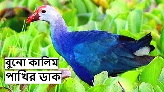 কালিম পাখির ডাক রিংটোন  Kalim Pakhir Dak  Purple Swamphen Bird Call  SwamphenSound wildindiamit​ [upl. by Ankeny]