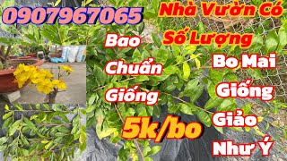 28 Anh Thơ 0907967065 Giao Lưu Bo Mai Giống Giảo Như Ý Giá Rẻ Chỉ Có 5kbo … [upl. by Kcirb255]