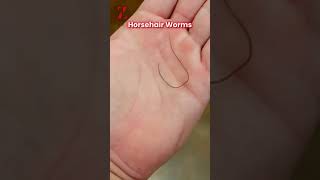 Horse hair worms youtubeshorts shorts information worms [upl. by Ahsea970]