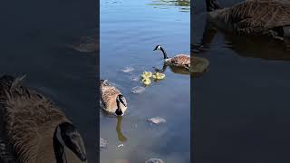 CUTEST fuzzy goslings babygeese relaxingmusic babyanimals newvideo [upl. by Kimber]