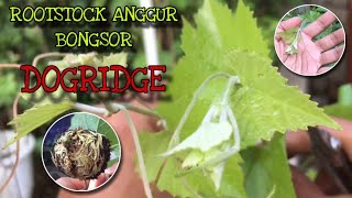 MENGENAL ROOTSTOCK ANGGUR DOGRIDGE [upl. by Yun]