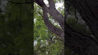 Lots to see beautiful trail  tall black locust tree along a steep hill [upl. by Iene]