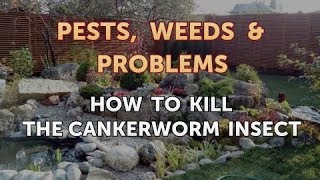 How to Kill the Cankerworm Insect [upl. by Kirsch291]