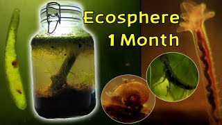 A Bustling Ecosystem within a Jar │ Seasonal Wetland Ecosphere  1 Month Update [upl. by Eanel]