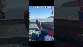 Rockfish on 616 in the Bay seizethedayfishing fishing pierfishing SFBay peace positivevibes [upl. by Son505]