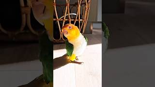 The dancing white bellied caique parrot birds birdwatching animals shorts [upl. by Areht]