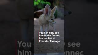 Meet Hunter the Fennec Fox animals [upl. by Aseena725]