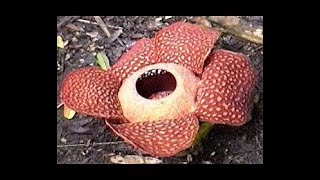 Rafflesia arnoldiiLargest Flower in the Plant Kingdom [upl. by Torras673]