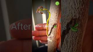 Kaffir lime grafting technique plantgodusa plants graftingtactick gardening garden graft [upl. by Donell819]