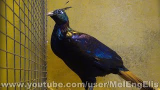 Faisan Lophophore Resplendissant  Himalayan Monal  Rotschwanzmonal [upl. by Nilre]