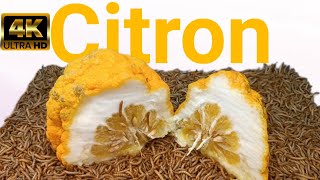 Mealworms Vs Citron 10 000 Mealworms vs Citron 4K mealworms time lapse [upl. by Schubert]