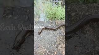 Eel fish waterlife release to back to water shortvideo trending fishing [upl. by Nona]