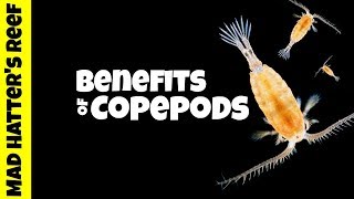 Benefits of Copepods in a Reef Tank [upl. by Koehler]