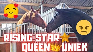 Love at second sight🥰Or not😠 Rising Star⭐ and Queen👑Uniek meet again  Friesian Horses [upl. by Durning]