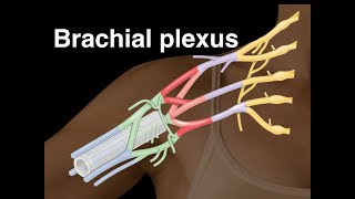 Brachial plexus [upl. by Massimiliano34]