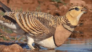 Ganga ibérica Pterocles alchata Pintailed Sandgrouse [upl. by Fu]