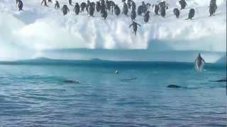 Penguins jumping out of water [upl. by Anitsenre]