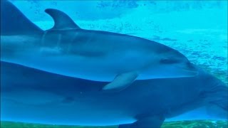 イルカの赤ちゃん （名前はユウ） part1  名古屋港水族館 [upl. by Ovatsug]