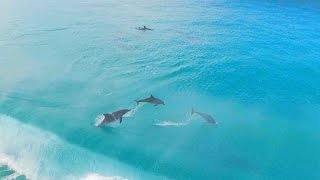 Surfing with Dolphins Esperance Western Australia [upl. by Hein]