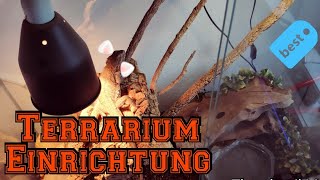 Bartagame Terrarium Einrichtung  Haltung von Bartagamen [upl. by Amak]