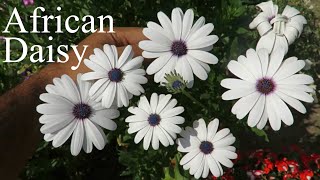 African Daisy Osteospermum Dimorphotheca Flower How to Grow Dimorphotheca amp Osteospermum Flowers [upl. by Xenophon]