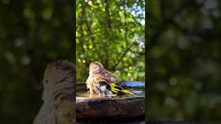 birds bathing waterbirds waterbird nature waterfowl [upl. by Cheshire160]