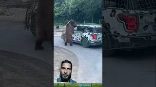 Bear soundTourist Faced with a bear on road likesadia animals beautifulscenery bear 👍 [upl. by Palmer]