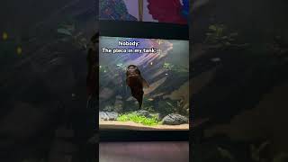 Gotta love pleco’s plecofish plecostomus pleco fishtank fishtanklife fishkeeping fish [upl. by Nevaj]