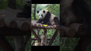 Amazing facts about panda facts wildanimalfacts [upl. by Ailenroc]