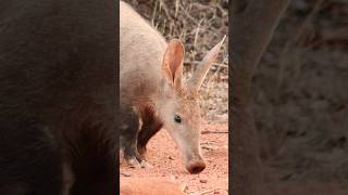 Baby aardvarks are SO CUTE 🥺 Animal Fact Files wildlife animalfacts animals babyanimals [upl. by Teemus]