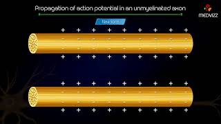 Propagation of action potential in an unmyelinated axon  Animated medical physiology [upl. by Pease]