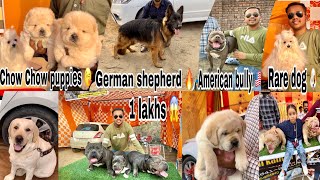 Dog show in Punjab  Doraha dog show 2023  26 feb 2023  worth 1 lakhs 😱 [upl. by Brookhouse]