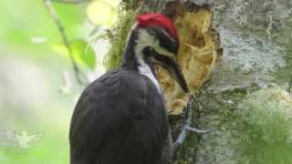 Pileated woodpecker [upl. by Skvorak737]