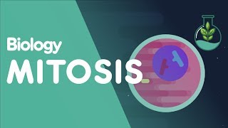 Mitosis and the Cell Cycle Animation [upl. by Zerline61]