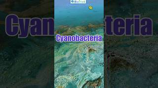 What is Cyanobacteria  Kingdom Monera  Biological Classification  Class11 Biology  NCERT [upl. by Sargent]