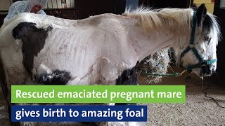 Rescued emaciated pregnant mare gives birth to amazing foal [upl. by Aihsat876]