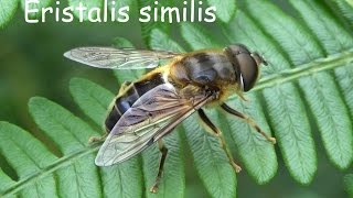 Eristalis similis [upl. by Madden]