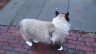 Ragdoll cat UgoChan walking with dog [upl. by Yurt135]